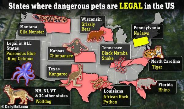 隔壁的怪物:地图显示，在美国，包括白犀牛、有毒的吉拉怪物和袋鼠在内的危险宠物被当作宠物饲养